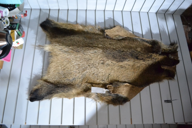 Wild Boar Skin 