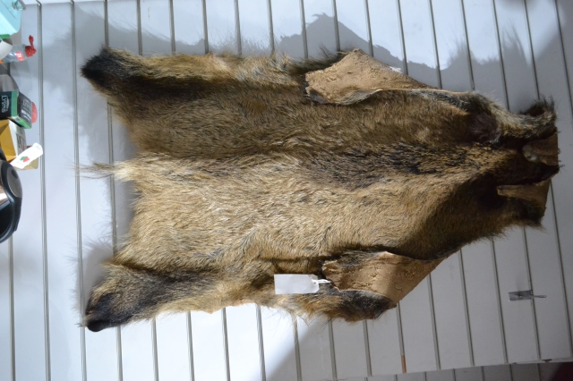 Wild Boar Skin 