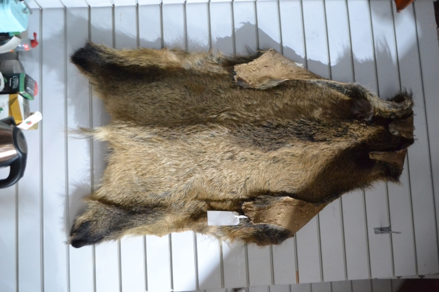 Wild Boar Skin 